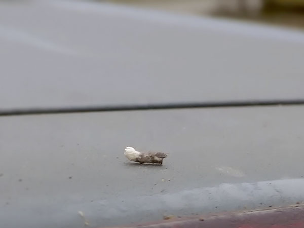 How to Clean Off Bird Poop from Car