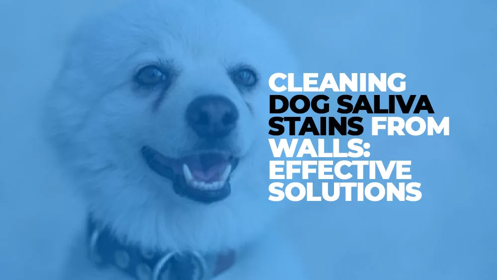 Cleaning Dog Saliva Stains from Walls